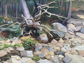 Torn Tree - K. Strong. (Photo courtesy Maine Coastal Islands National Wildlife Refuge Visitor Center)