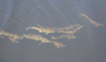 Alewives (Photo courtesy Maine Dept. of Marine Resources)