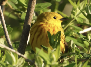 Yellow warbler in Damariscotta Mills. (Photo courtesy Lee Emmons) c