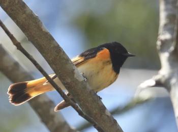 American Redstart, in South Bristol (Photo courtesy Lee Emmons) c