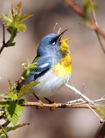 Northern Parula. (Photo courtesy Kirk Gentalen)