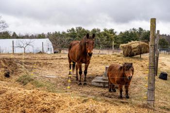 (Photo University of Maine Cooperative Extension)