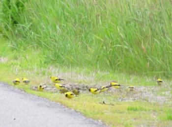 On a recent birding outing, the authors saw a flock of American goldfinches jostling about along a roadside, seemingly with a purpose, perhaps picking up grit or salt from the ground. Courtesy of Jeff Wells