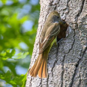 Great crested flycatchers are the only flycatcher species in eastern North America that nest in tree cavities. Photo by WolfArtist, courtesy of Wikimedia Commons Great crested flycatchers are the only flycatcher species in eastern North America that nest in tree cavities. Photo by WolfArtist, courtesy of Wikimedia Commons