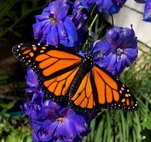 Monarch butterfly in Belfast. (Photo by Cyrene Slegona)