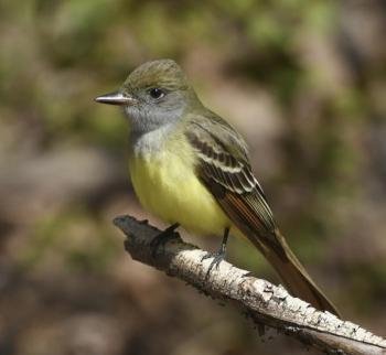 Despite the name, great crested flycatchers don't have a prominent crest. But the bright yellow belly, rufous tail, wingbars, and gray throat are distinctive. Photo by Mykola Swarnyk, courtesy of Wikimedia Commons Despite the name, great crested flycatchers don't have a prominent crest. But the bright yellow belly, rufous tail, wingbars, and gray throat are distinctive. Photo by Mykola Swarnyk, courtesy of Wikimedia Commons
