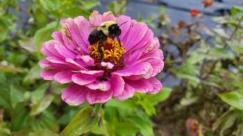 Bumble bee. (Photo courtesy MCHT) 