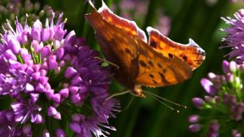 Maine Native Butterfly film still from 'The Buzz on Native Plants'. (Image courtesy Tara Roberts Zabriskie)