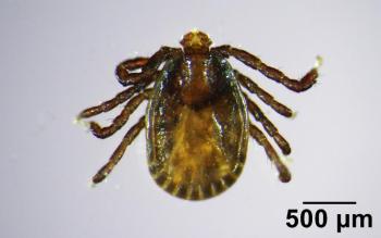 Asian longhorned tick (Haemaphysalis longicornis). (Photo courtesy University of Maine Cooperative Extension)