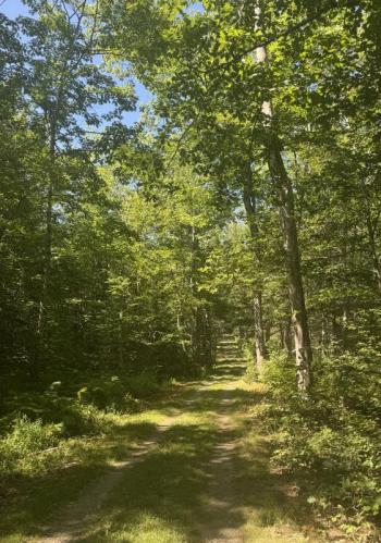 Forest Trail