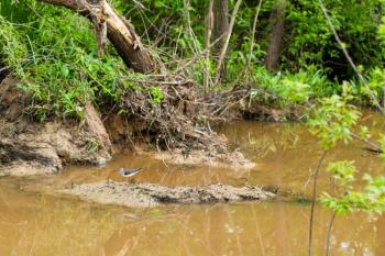 During migration, solitary sandpipers can often be found in small, muddy ditches and at ponds like this. Photo by Mellisa McMasters, courtesy of Wikimedia Commons