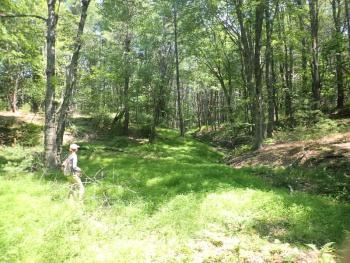 Stiltgrass can form large, dense infestations in forests (Georgetown, ME). Photo by MNAP Stiltgrass can form large, dense infestations in forests (Georgetown, ME). Photo by MNAP