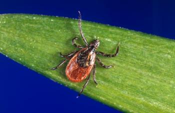 female black-legged tick