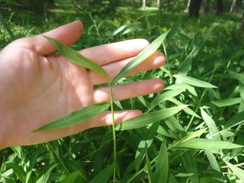 Stiltgrass leaves alternate along the stem and have a silvery stripe along the midrib. (Maine Natural Areas Program photo) Stiltgrass leaves alternate along the stem and have a silvery stripe along the midrib. (Maine Natural Areas Program photo)