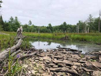Some of the variety property monitors can expect to encounter, like Pickerelweed blooms in the expansive wetland at Midcoast Conservancy’s EarthSong Sanctuary, in Somerville and Washington, Maine. (Photo courtesy Stephanie Hanner)