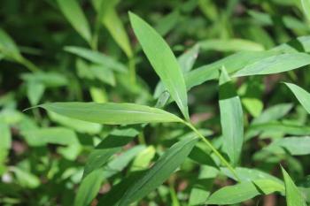 Stiltgrass leaf closeup of silvery stripe along the midrib. (Maine Natural Areas Program photo) Stiltgrass leaf closeup of silvery stripe along the midrib. (Maine Natural Areas Program photo)
