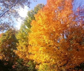 Fall foliage at Merryspring