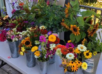 Late summer / fall flowers for arranging. (Photo courtesy Merryspring Nature Center)