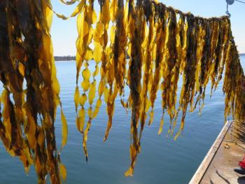 Kelp by Brittney Honisch: Saccharina latissima, or sugar kelp, growing at a Maine commercial kelp farm. Brittney Honisch photo