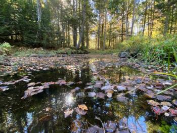 Castner Brook in Damariscotta. (Photo courtesy Coastal Rivers Conservation Trust) Leaves float on the surface of a brook