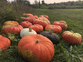 Winter squash that volunteers helped harvest at Erickson Fields Preserve. (Photo courtesy Toni O'Berry)