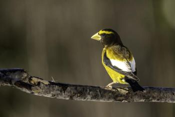 This evening grosbeak was photographed in northern Minnesota. Note the large bill and bright yellow body. Photo courtesy of Lauri Shaull, wikimedia commons This evening grosbeak was photographed in northern Minnesota. Note the large bill and bright yellow body. Photo courtesy of Lauri Shaull, wikimedia commons