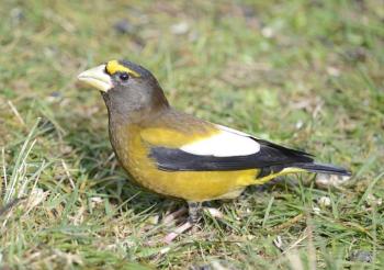 Does this male evening grosbeak from Washington state look obviously different from the bird in the above photo? Photo courtesy of Vickie J Anderson , wikimedia commons Does this male evening grosbeak from Washington state look obviously different from the bird in the above photo? (Photo courtesy of Vickie J Anderson , wikimedia commons)