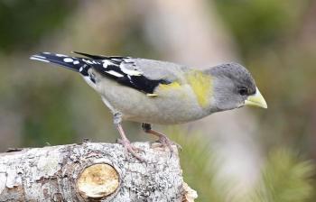 Female evening grosbeaks have an unusual gray-green color but, like the males, also have a large bill. Photo courtesy of Vickie J Anderson , wikimedia commons Female evening grosbeaks have an unusual gray-green color but, like the males, also have a large bill. Photo courtesy of Vickie J Anderson , wikimedia commons