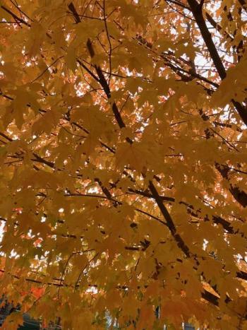 Fall foliage (Photo courtesy Susan Kanellakis) c