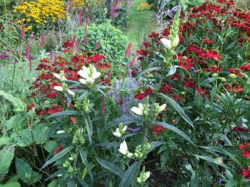Perennials blooming late in the season