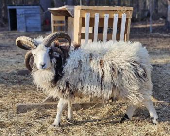 Jacob Sheep Ram from The Farm on Empire. (Photo courtesy Rockport Public Library)