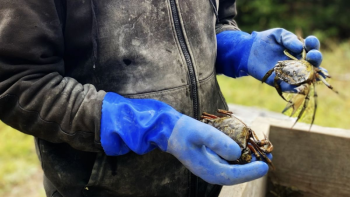 a man holding green crabs in his gloved hands.