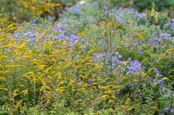 Native goldenrod and asters