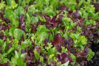 Upclose picture of multi-colored lettuce
