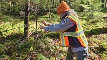 Colleen Teerling places a colony of Laricobius nigrinus beetles on the tip of a hemlock branch