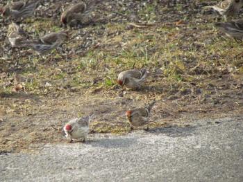 Redpolls (shown) are also arriving early, with one having shown up (and photographed) on Monhegan Island in September. Courtesy of Jeff and Allison Wells