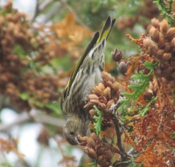 Already this year, pine siskins seem to be "everywhere." Courtesy of Jeff Wells