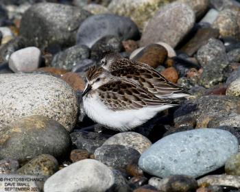A semipalmated sandpiper tagged in Georgia flew to the Seal River Watershed in Manitoba and then was detected in Maine on its way south in August. (Photo courtesy of David Small)