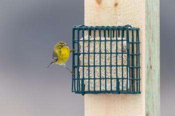 bird feeding on seed