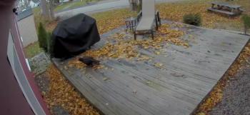 This turkey vulture was caught on the security cam at a friend's home in the authors' neighborhood. Courtesy of Jason Hudson