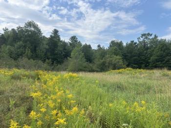Closeup of sky, tree, field