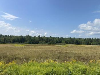 Sky, tree, field from further back
