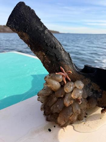 Recovered part with small starfish