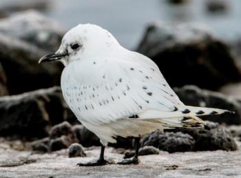 Ivory gulls are birds of Arctic extremes, very rarely coming south of northern New Foundland. A lobster fisherman found one on New Year's Day off the Maine coast. Wikimedia Commons courtesy of Omar Runolfsson.