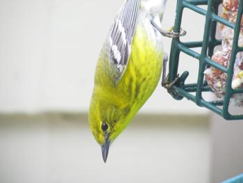 Pine warblers are one of two regular warblers who winter in small numbers in Maine. They are most often spotted feeding on suet at  backyard bird feeders like this one was, at a feeder in Boothbay several years ago. Courtesy of Jeff Wells