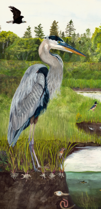 great blue heron watercolor