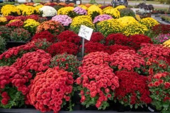 multiple flower pots of mums