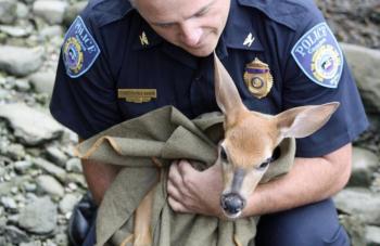 https://www.penbaypilot.com/article/camden-police-come-rescue-injured-fawn-head-harbor/18038