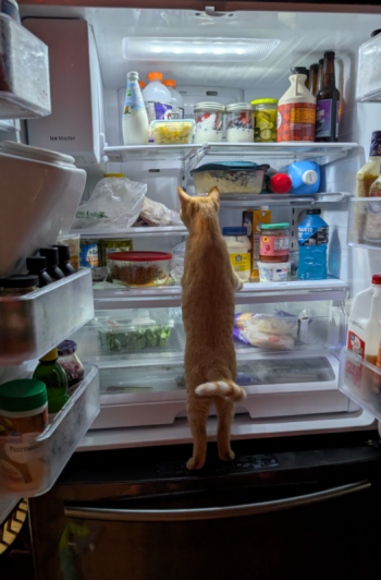 The refrigerator bandit. Photo courtesy Natalie Dame