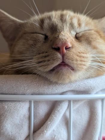 Pumpkin the "chaos goblin." Photo courtesy Natalie Dame